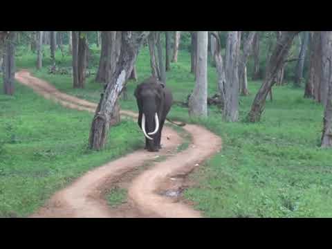 Indian Wild Elephant